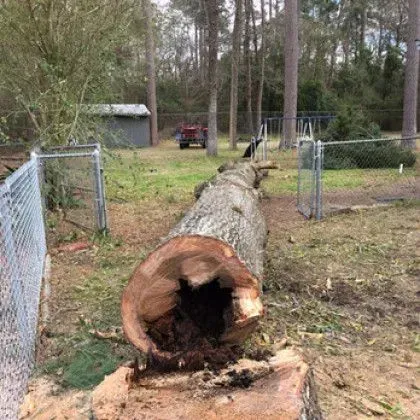 Fallen hollow log in yard, next to fence, with trees and small building in background.