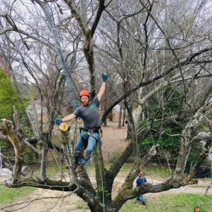 Man in harness, trimming tree branches. Outdoors, blue sky, another person at base.