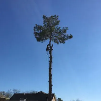 A tree trimmer in a tall pine tree against a blue sky; the tree is being trimmed.