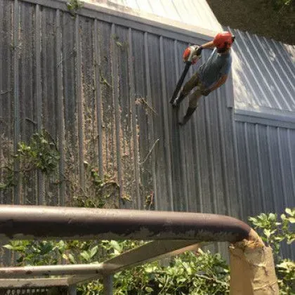 Man using a chainsaw to trim vines on a corrugated metal fence.