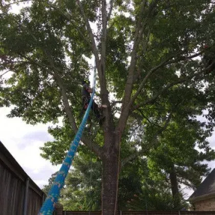 A tree trimmer in a blue lift cutting branches of a large tree near a fence.