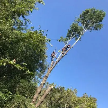 Two arborists cutting a tall tree against a bright blue sky, one sawing, the other securing ropes.