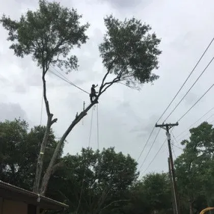 Arborist trimming tree branches near power lines against a cloudy sky.