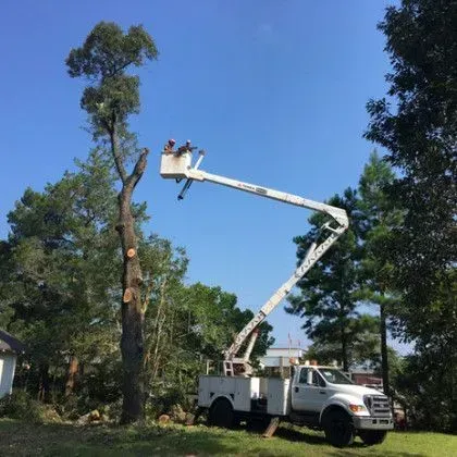 Tree trimming: Workers in a truck lift trimming a tall tree against a blue sky.