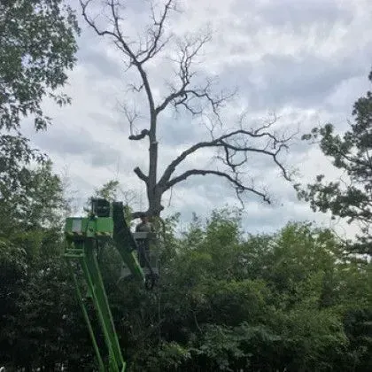 A tree being trimmed by a worker in a green lift platform under a cloudy sky.