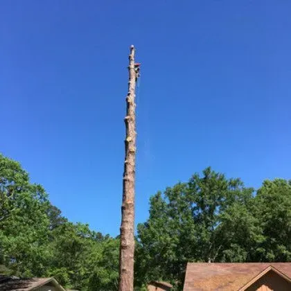 A tall, denuded tree trunk with a person working at the top against a blue sky.