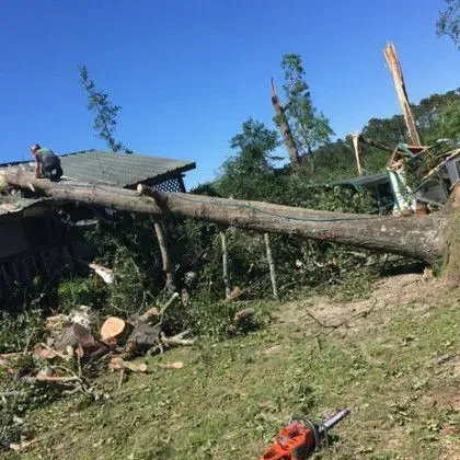 A large tree lies on a roof with a person atop it; chainsaw in the foreground.