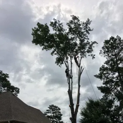 A tree is being trimmed by a person high up in the tree on a cloudy day.