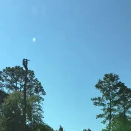 A tree trimmer atop a tall tree, cutting branches on a clear, blue sky day.