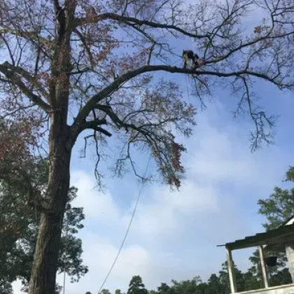 Person using a chainsaw in a tall tree, blue sky, rope and house in the background.
