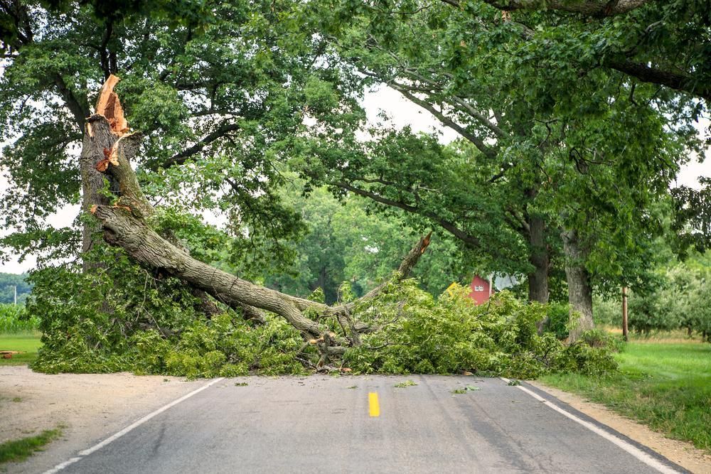 Fallen tree blocks a road, limbs and leaves scattered. Green and gray tree, asphalt road, sunny outdoors.