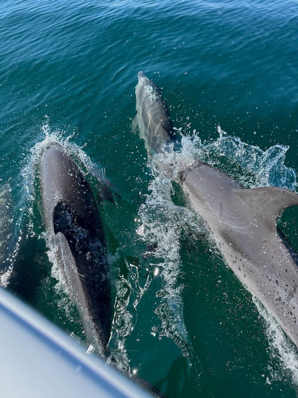 Three dolphins swimming at the water’s surface beside a boat