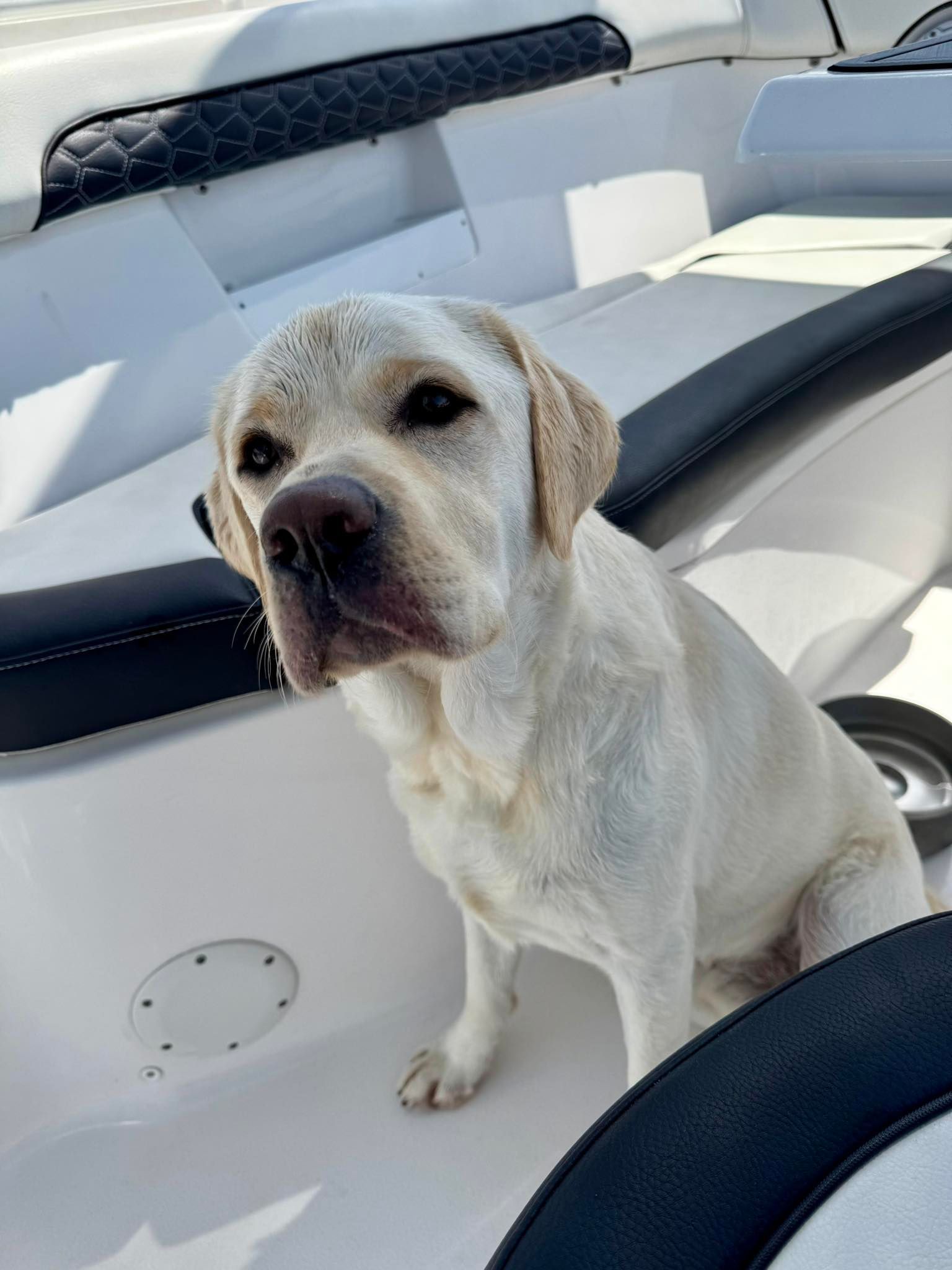 Cream-colored dog sitting on a white boat seat, looking at the camera.
