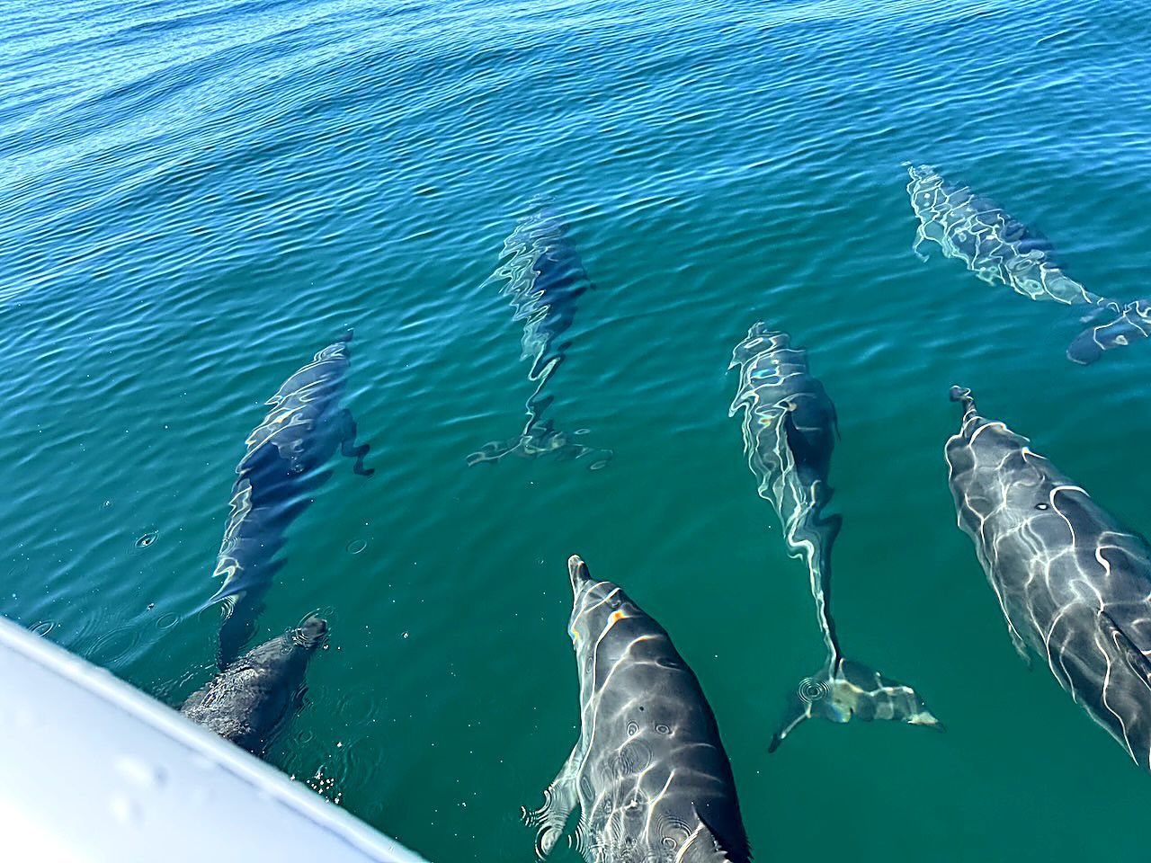 Several dolphins swimming in clear blue-green water near a boat