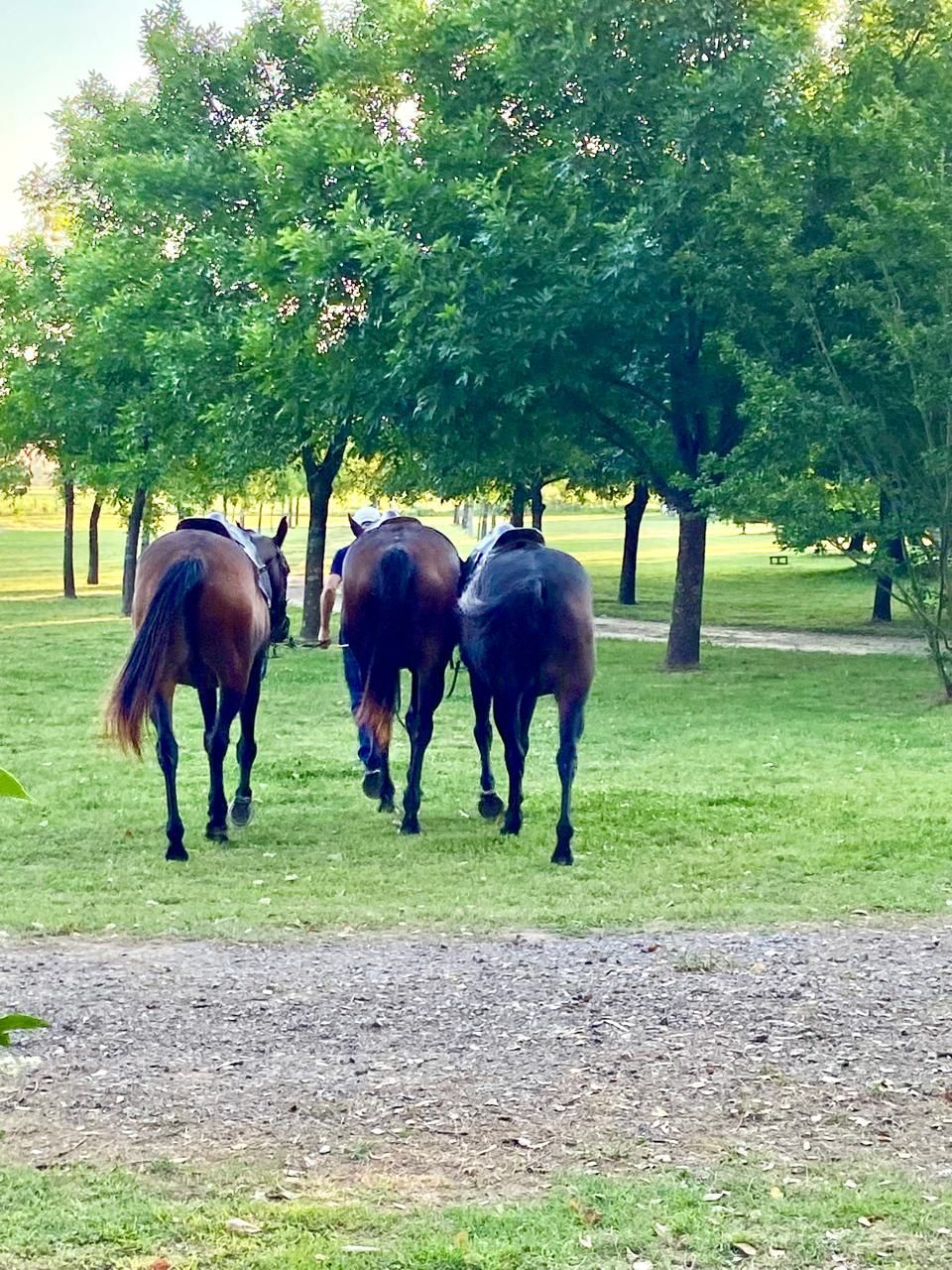 Three horses grazing on green grass near trees in a park