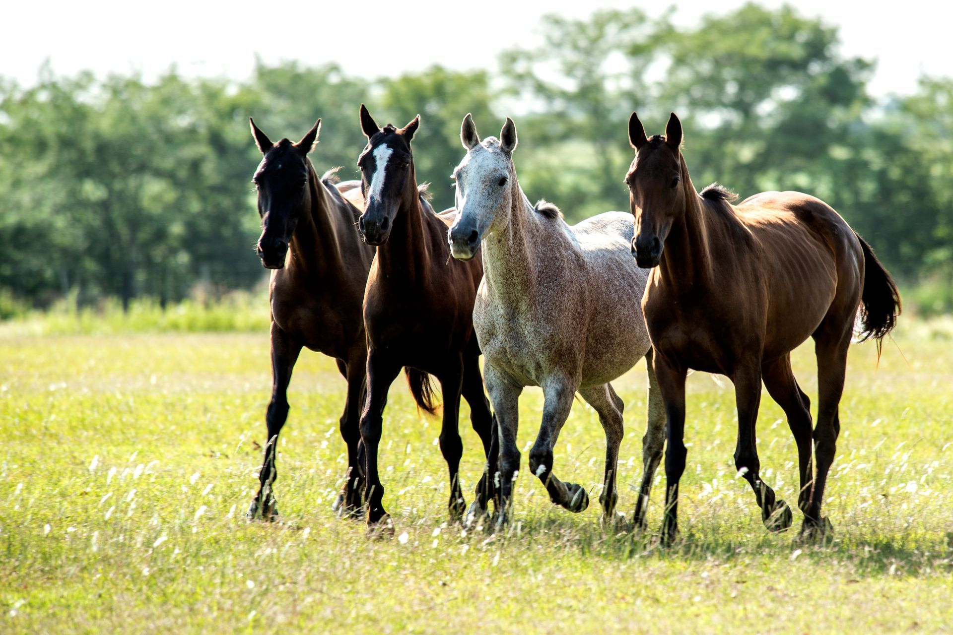 Four horses standing in a sunlit grassy field with trees in the background