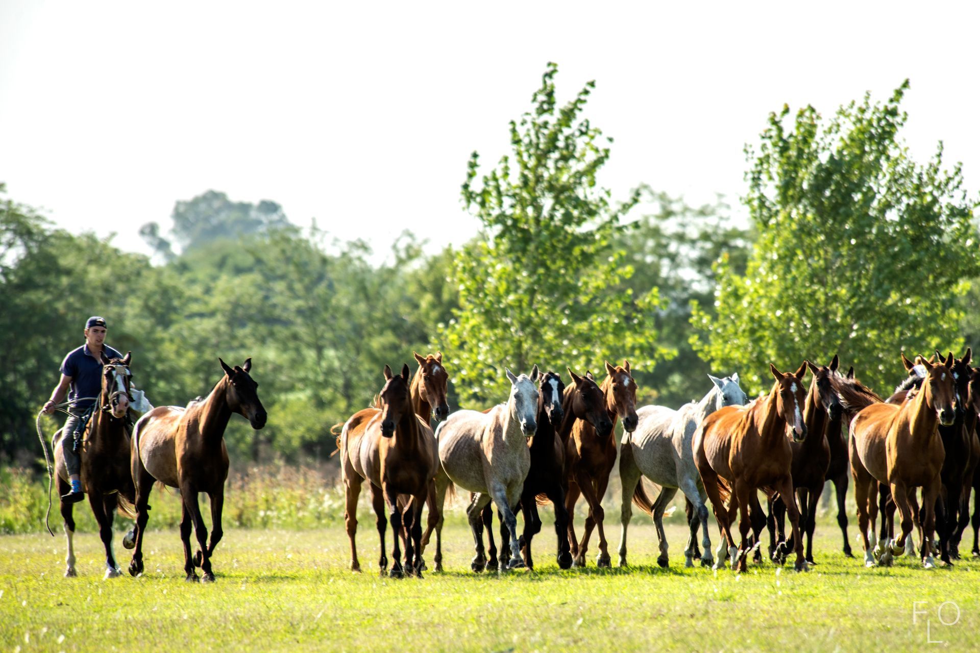 Herd of horses grazing in a sunny green field with a person standing beside them