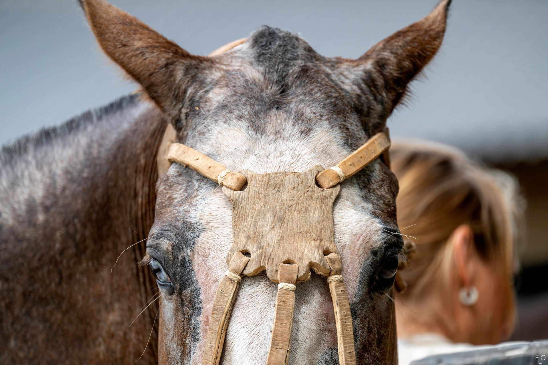 Close-up of a horse wearing a tan halter, with a blurred person in the background