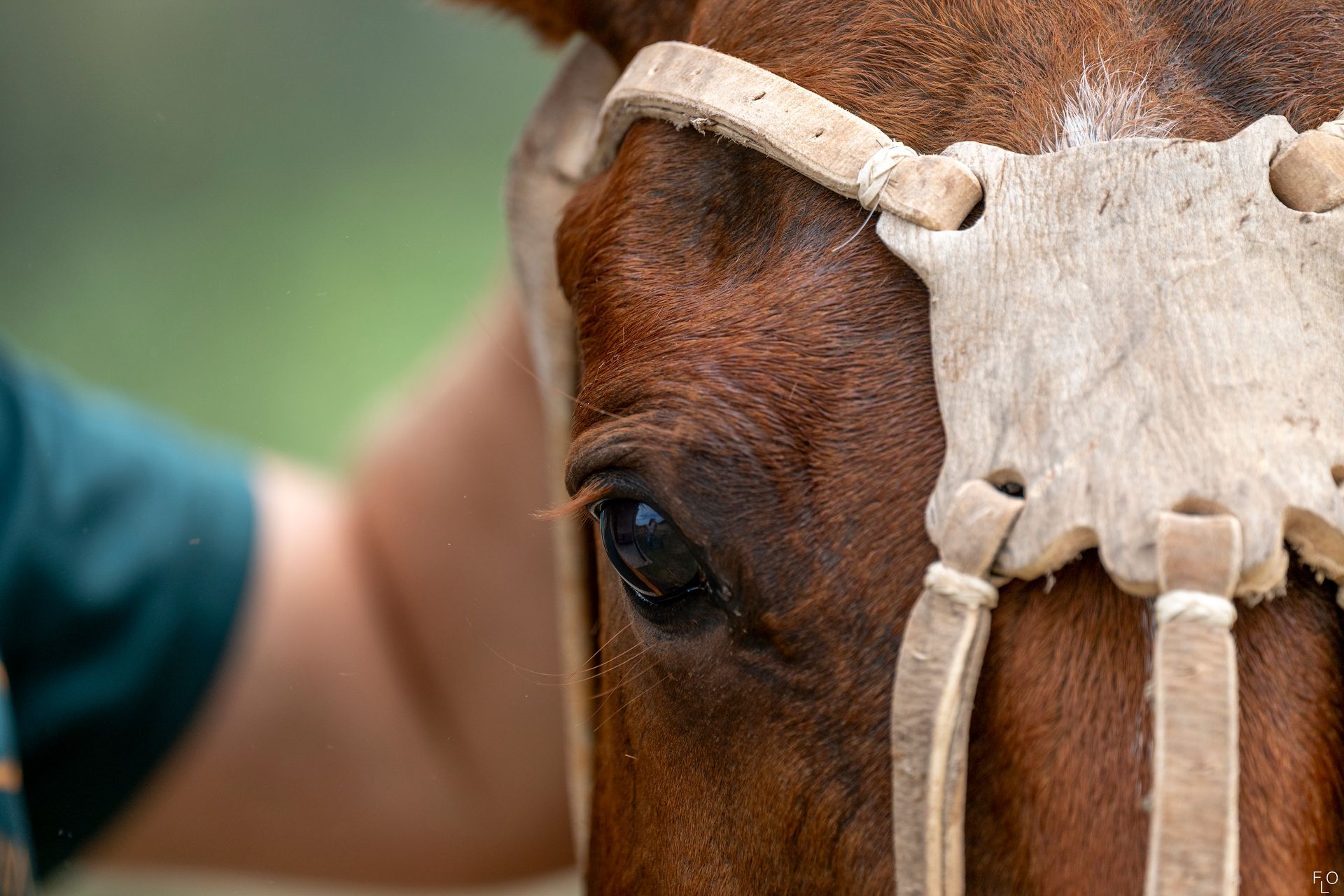 Close-up of a brown horse wearing a white halter, with a person standing beside it.