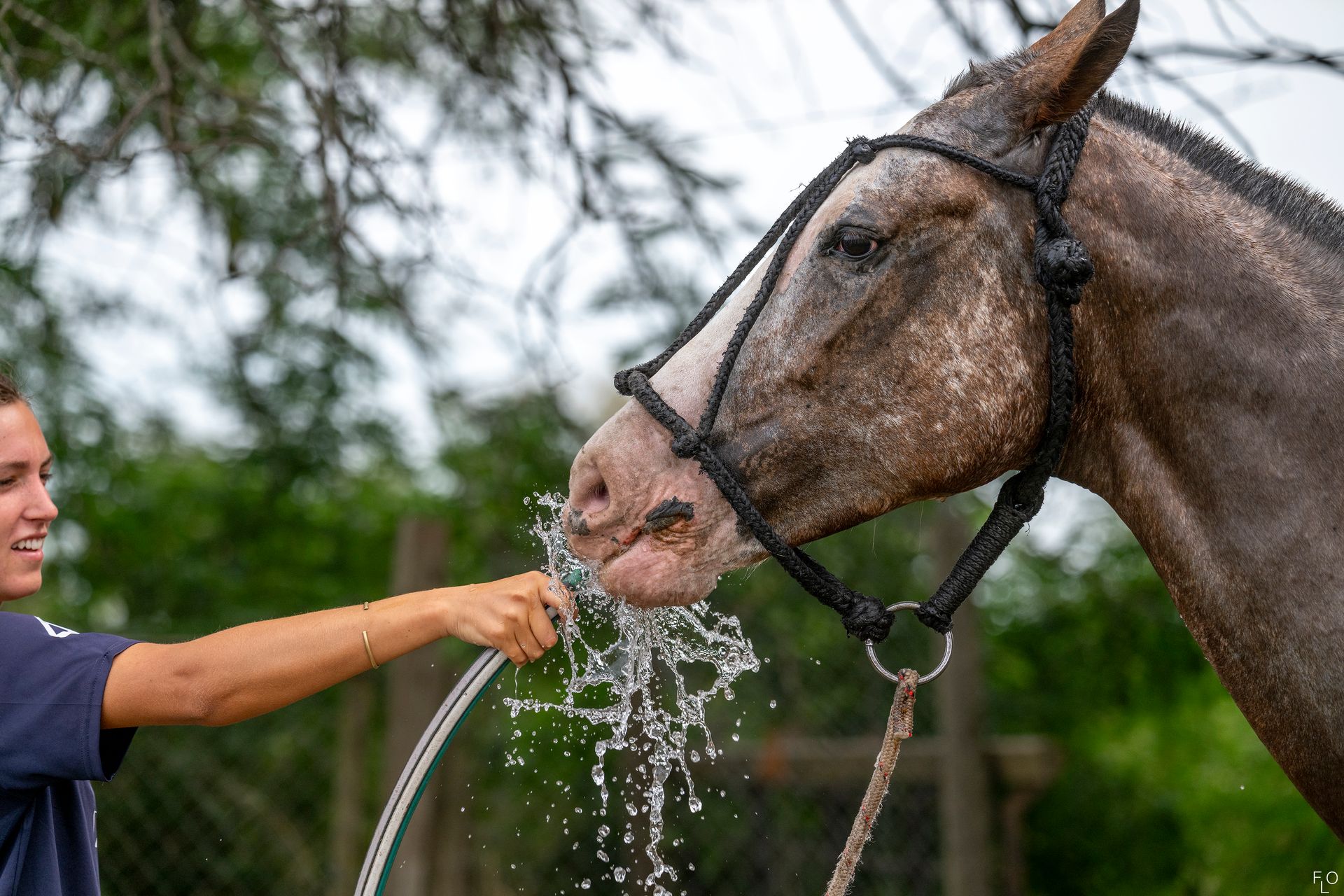 Person washes a brown horse with a hose outdoors