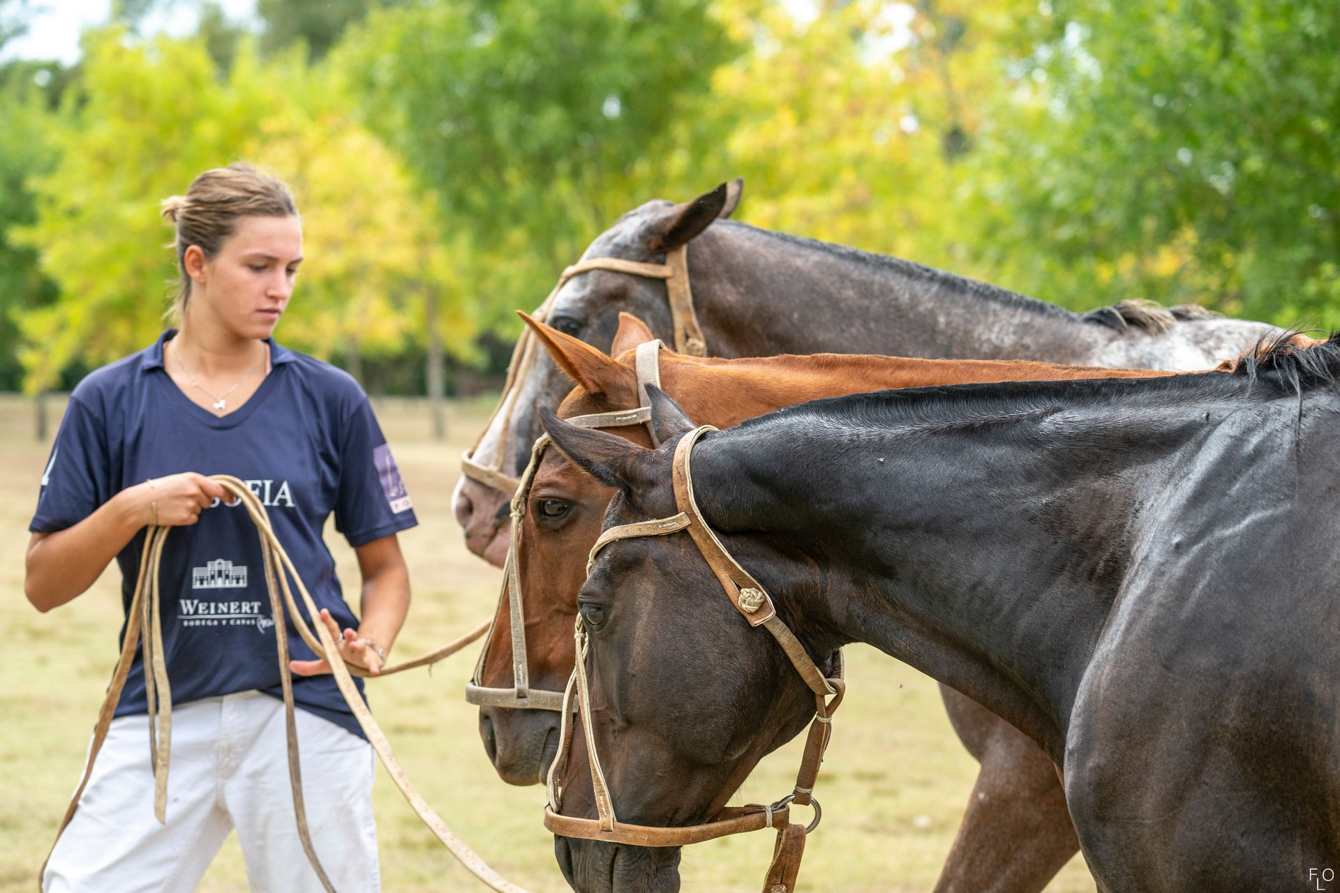 Person holding lead ropes beside two saddled horses outdoors