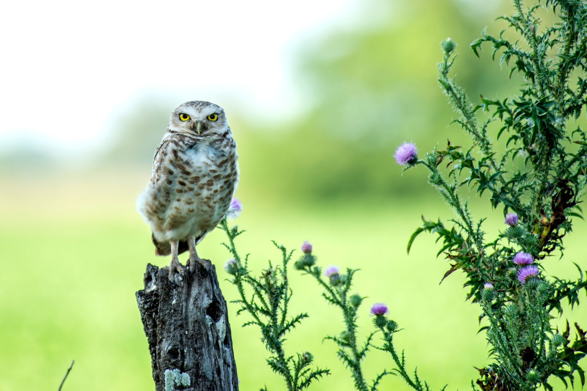Small owl perched on a weathered stump in a green field beside purple wildflowers