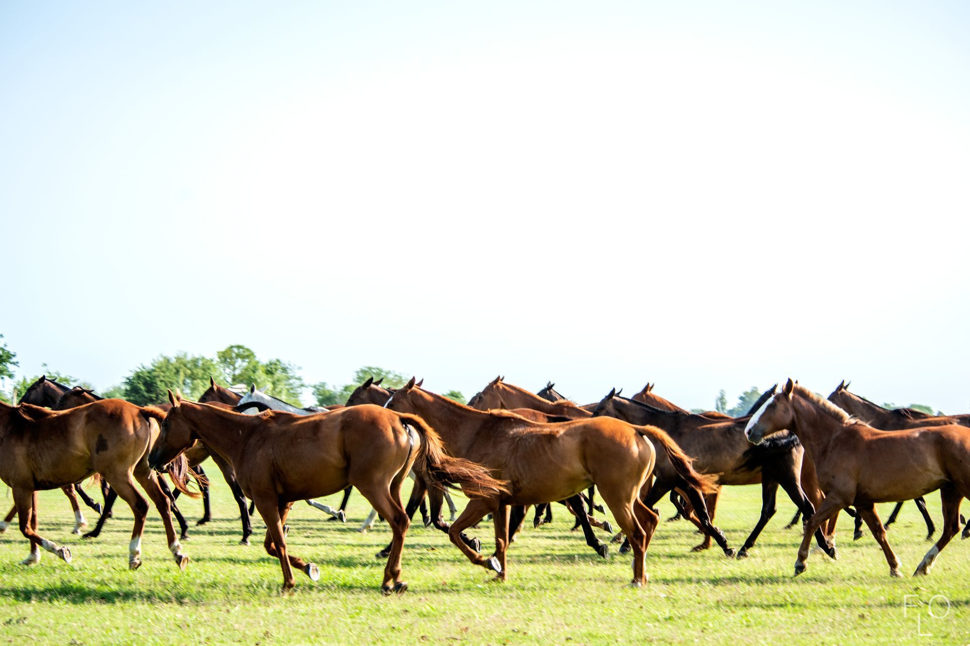 Herd of brown horses running across a green field under a bright sky
