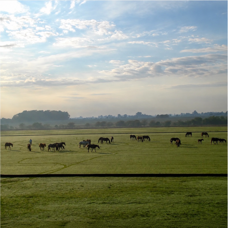 Horses grazing in a misty field at sunrise, with trees silhouetted in the background.