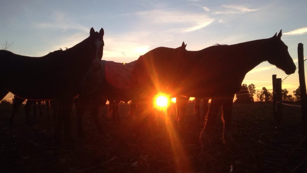 Silhouetted horses standing at sunset in a field, with the sun low on the horizon