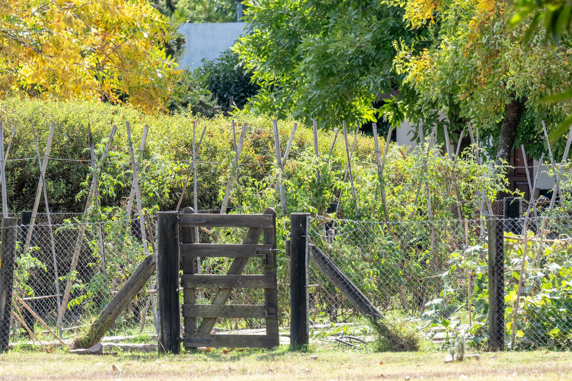 Wooden gate in a vineyard with green vines and trees in the background