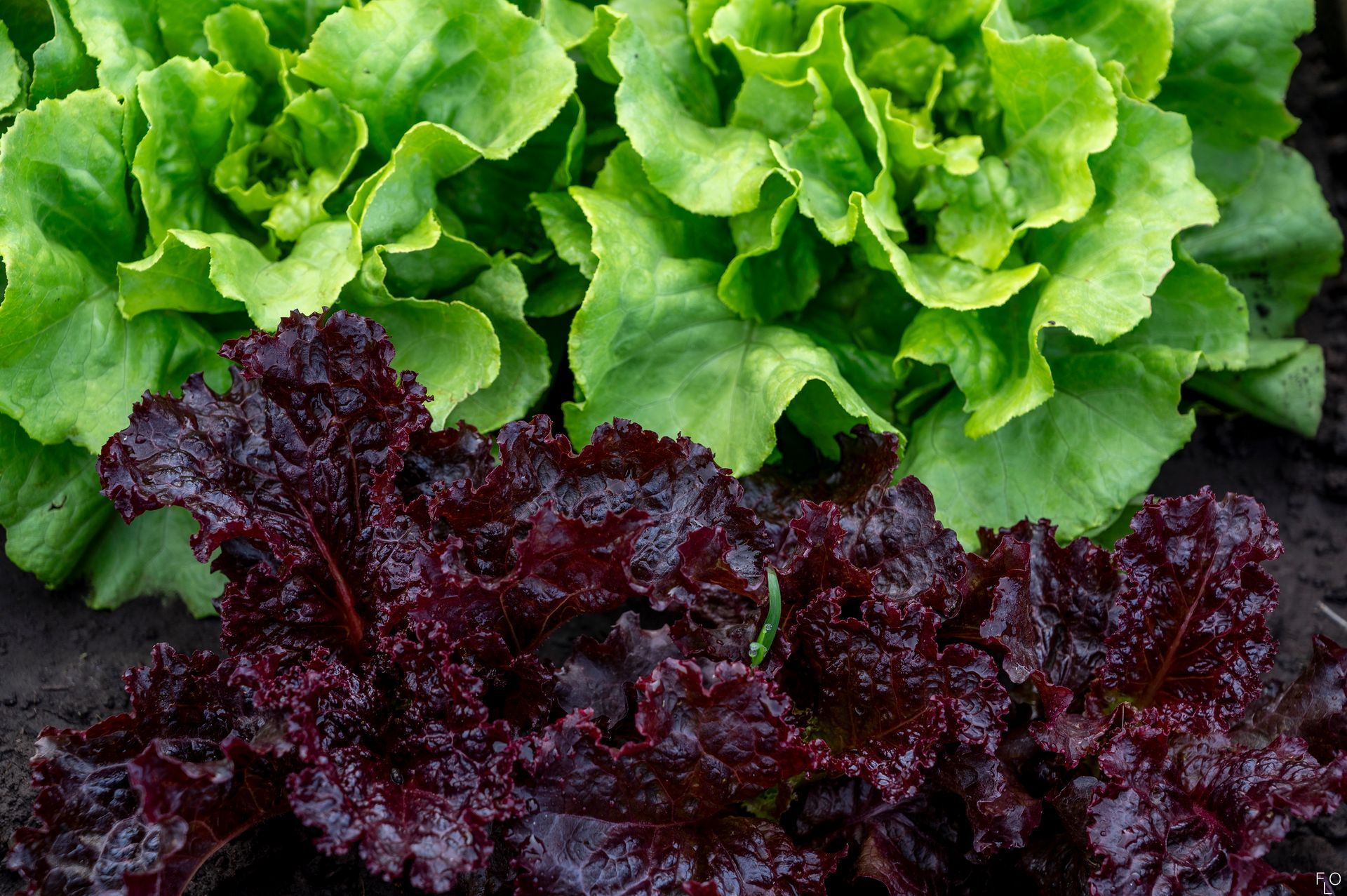 Green and dark red lettuce leaves filling the frame