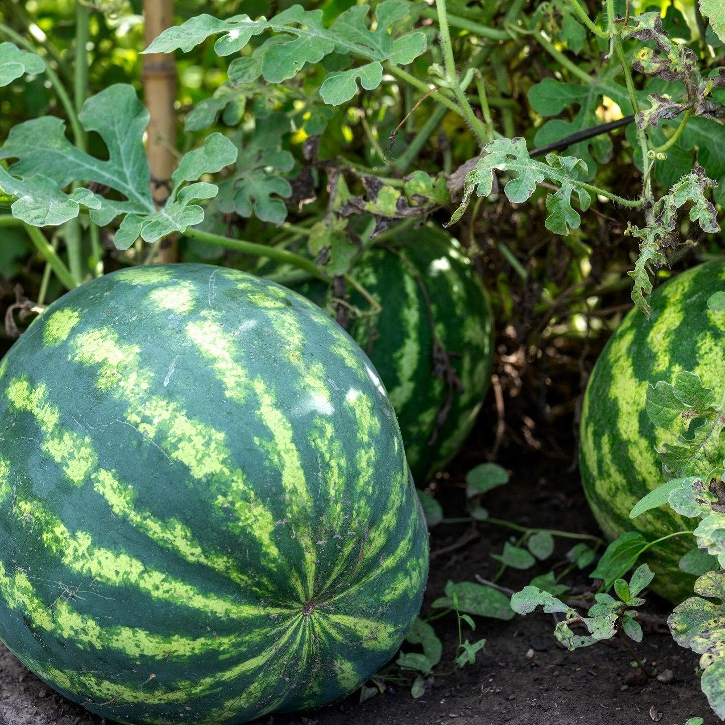 Watermelons growing on vines in a garden, with one large striped melon in the foreground.