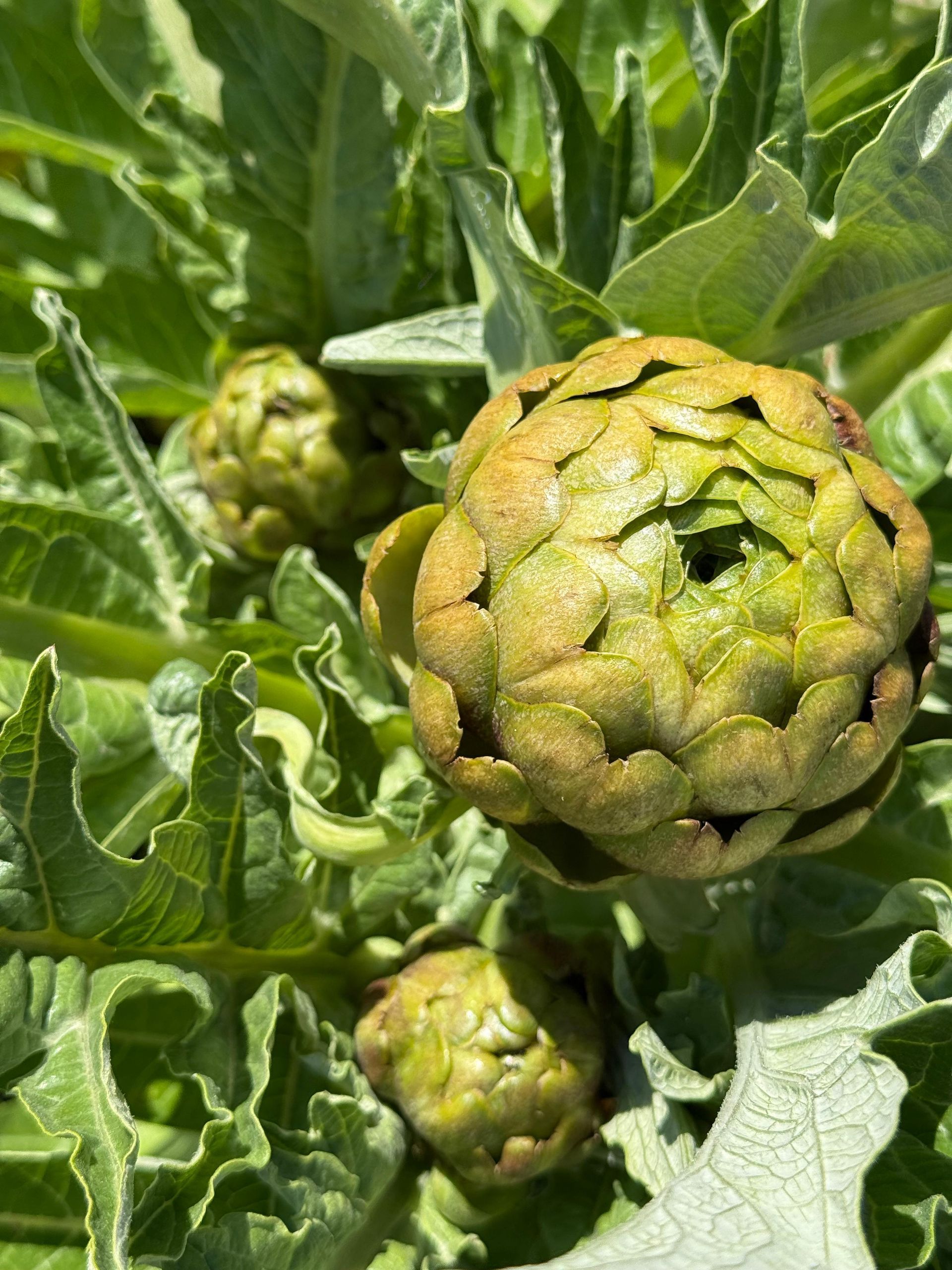 Green artichokes growing amid large, curly leaves in a garden field