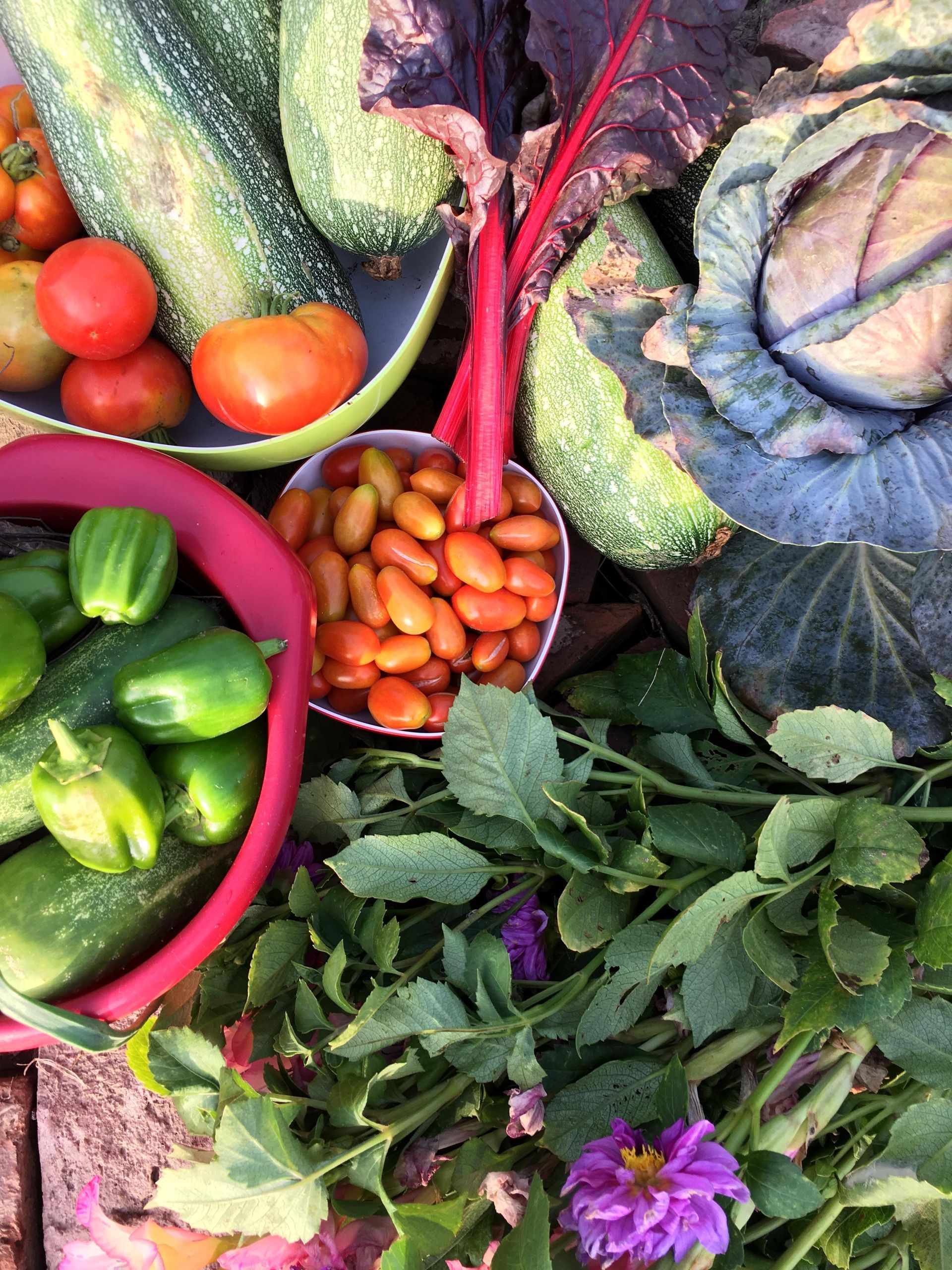 Assorted fresh vegetables and herbs in a basket, including tomatoes, cucumbers, squash, and greens