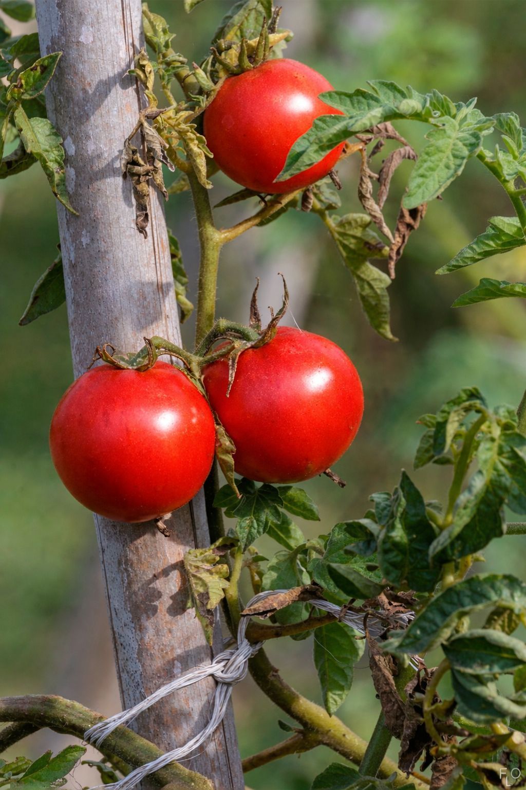 Ripe red tomatoes growing on a vine tied to a wooden stake