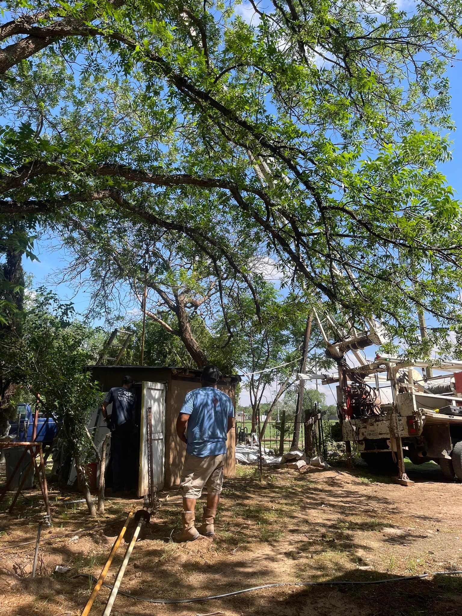 Two people standing by a small shed under a large leafy tree in a sunny yard