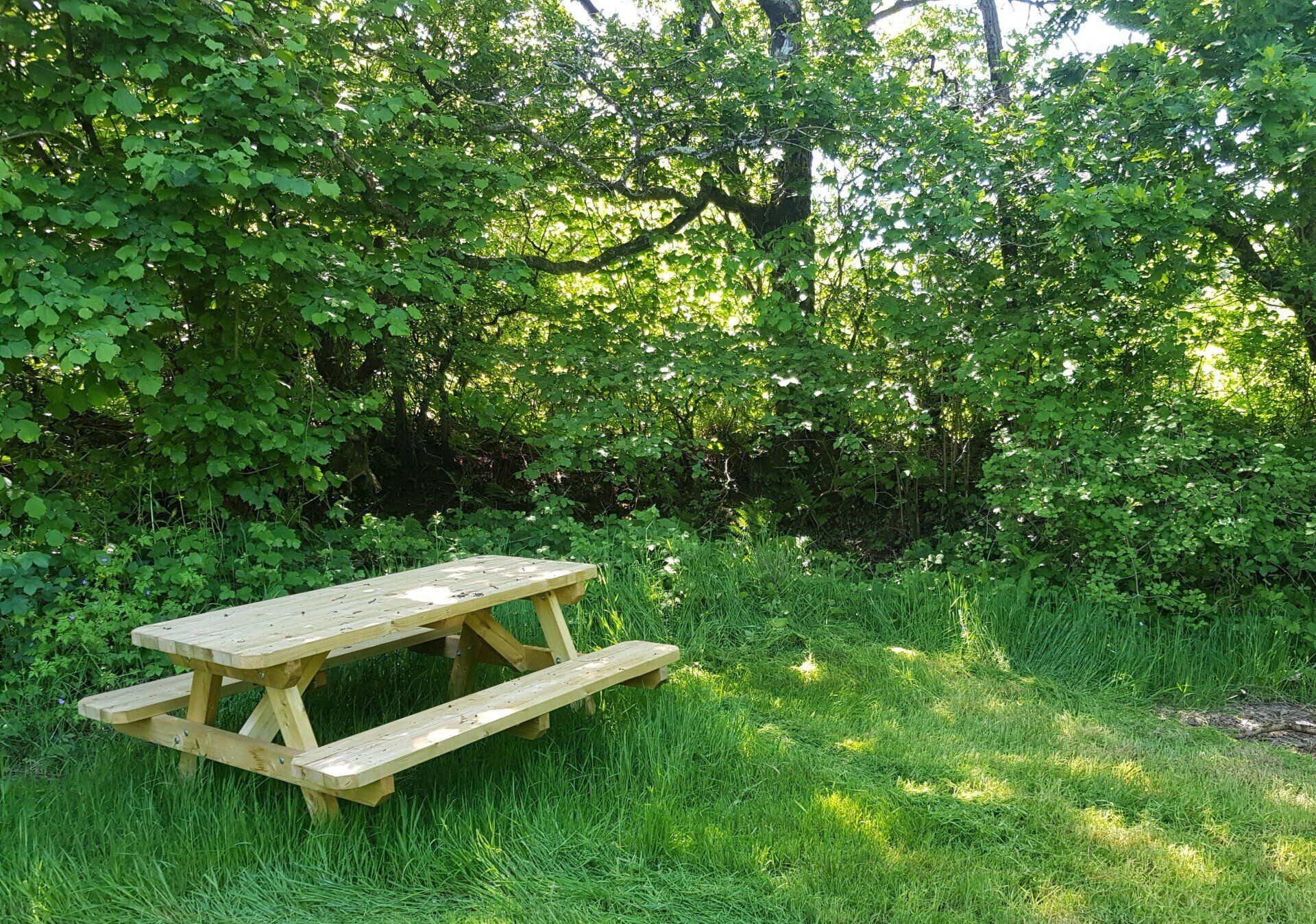 Secure Dog Woodland Hire