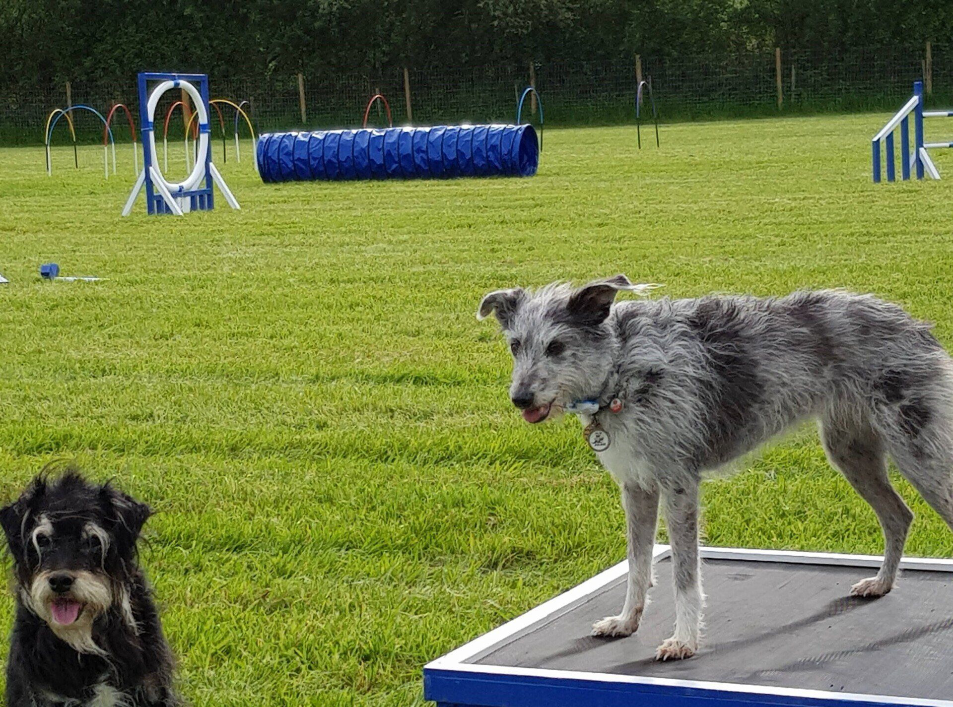 Secure Dog Field Agility Hire