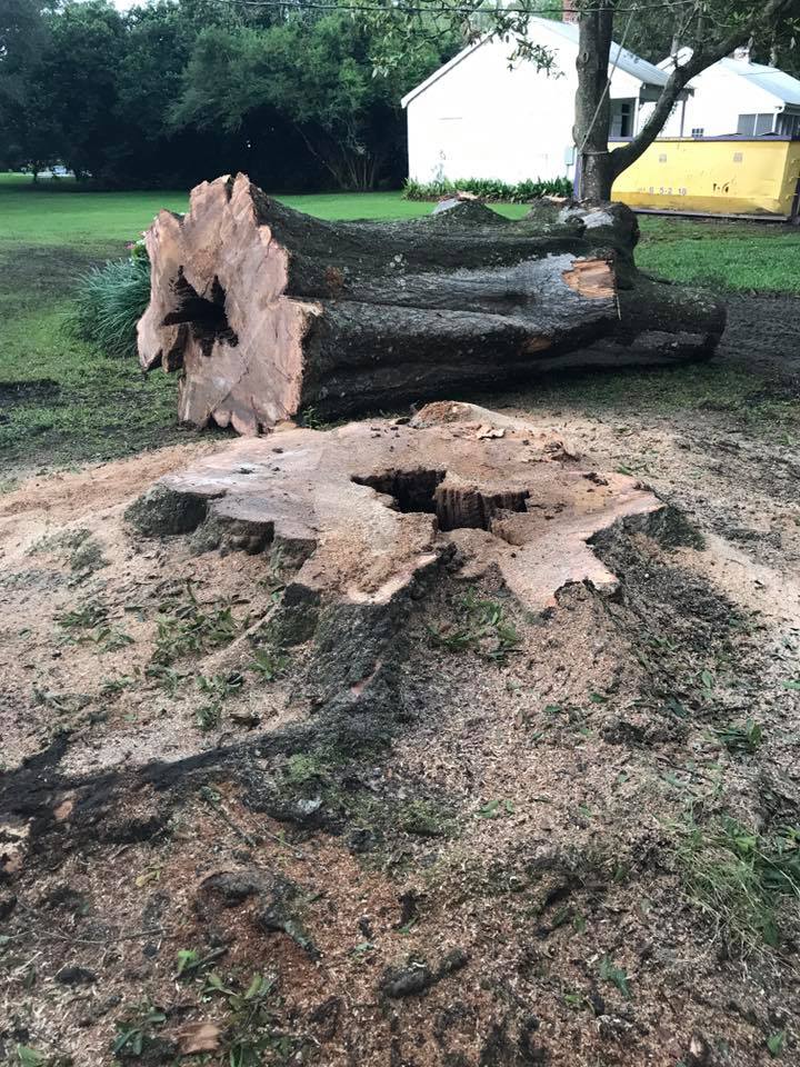 Tree Removal — Matthews, LA — Andy’s Tree Service