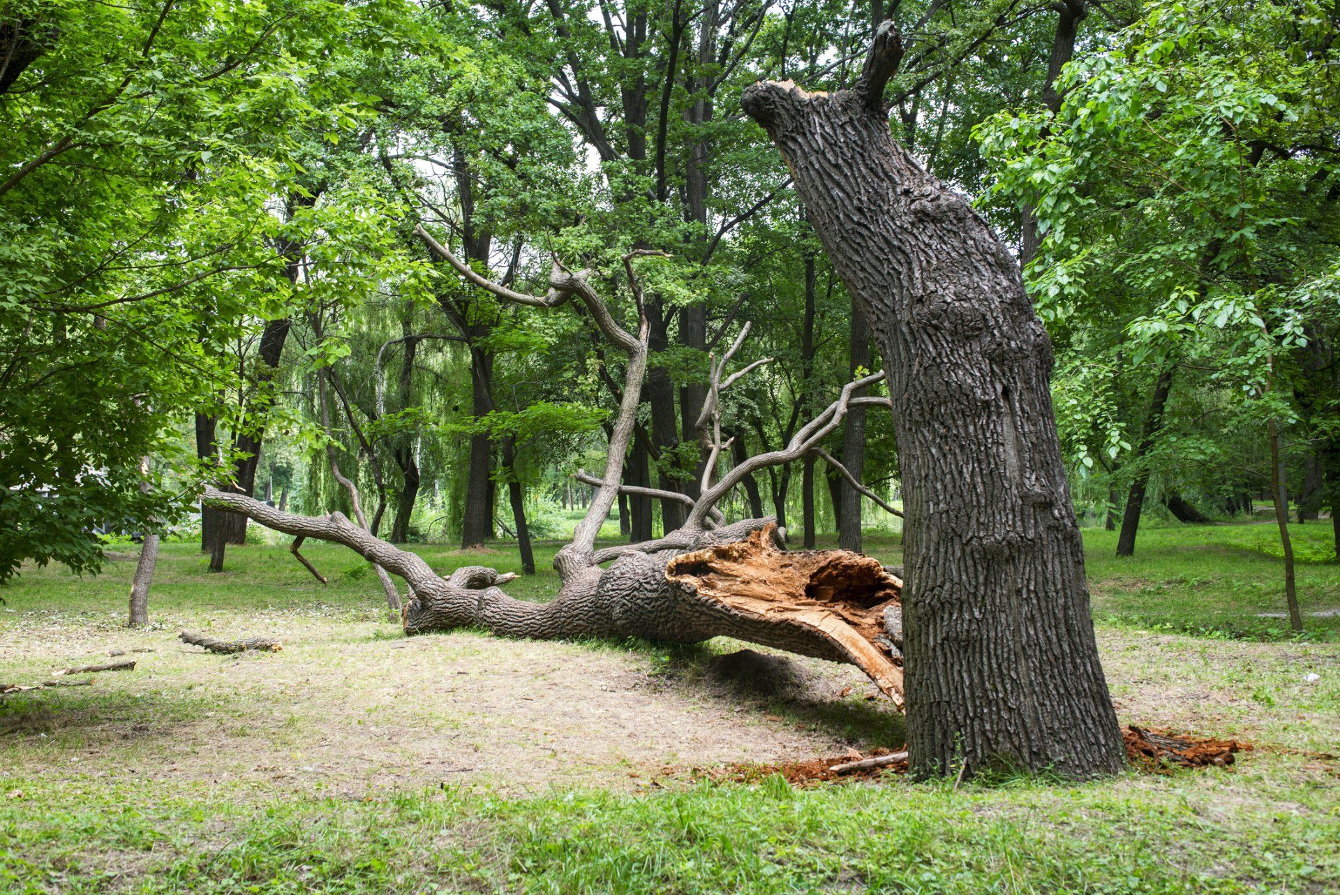 Fallen Tree — Matthews, LA — Andy’s Tree Service