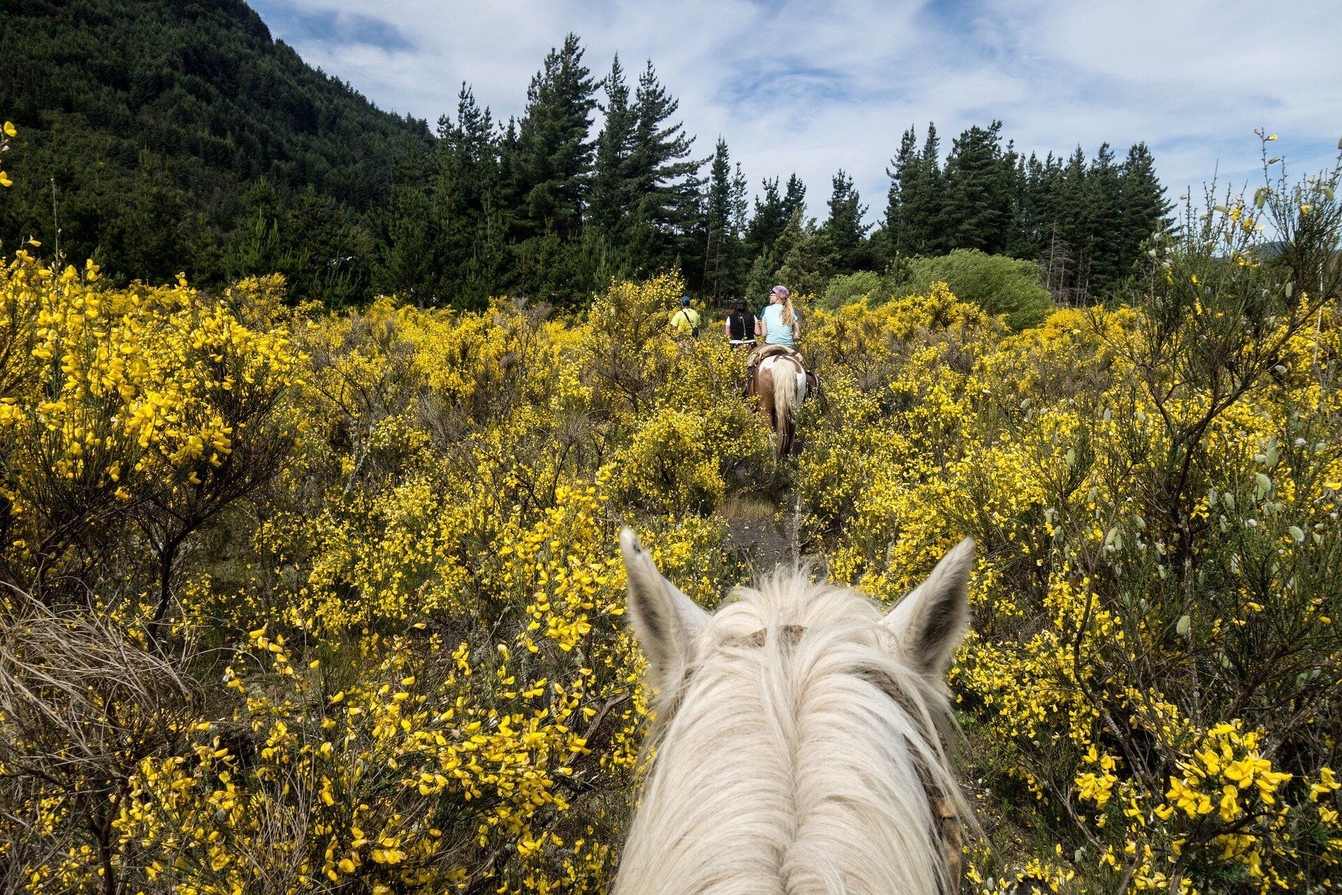 horseback riding