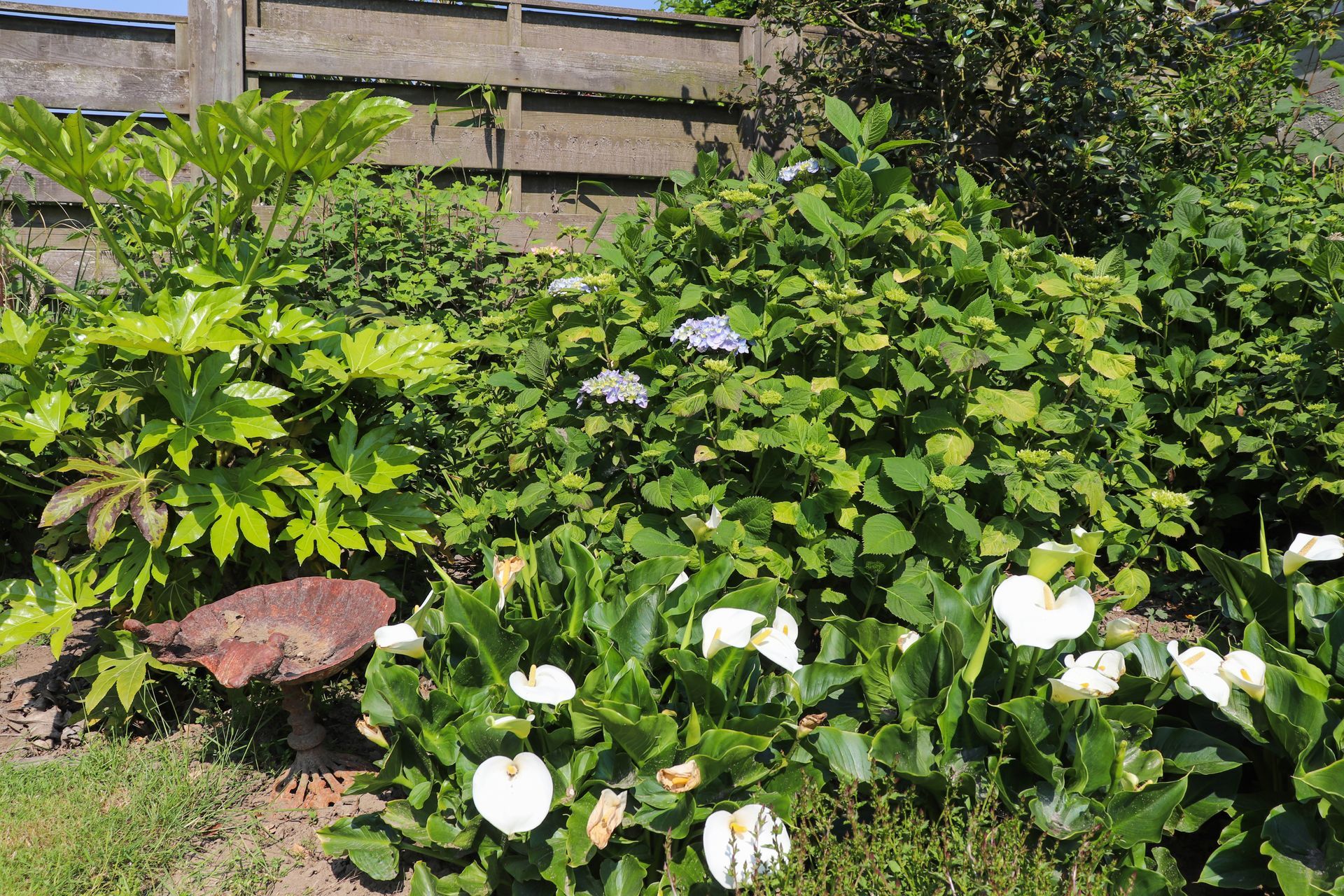 Bloeiende planten Oude Polderstraat 48