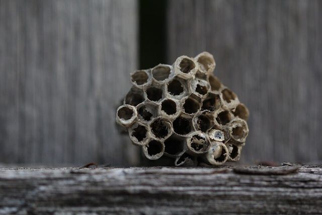 A small, abandoned wasp nest with honeycomb-like cells, resting on weathered wood.