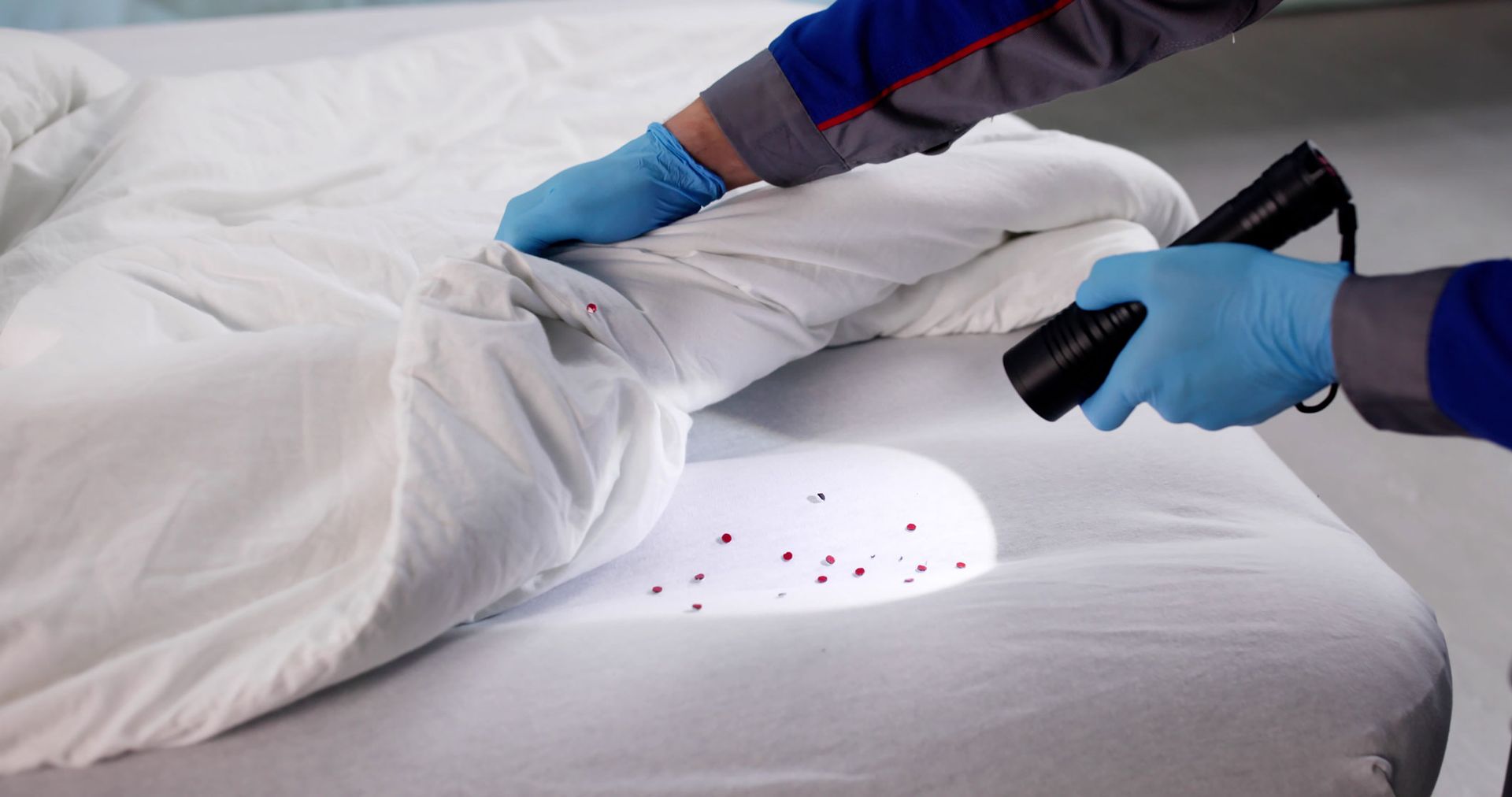 A professional wearing blue gloves uses a flashlight to inspect white bed sheets for signs of a bed bug infestation.