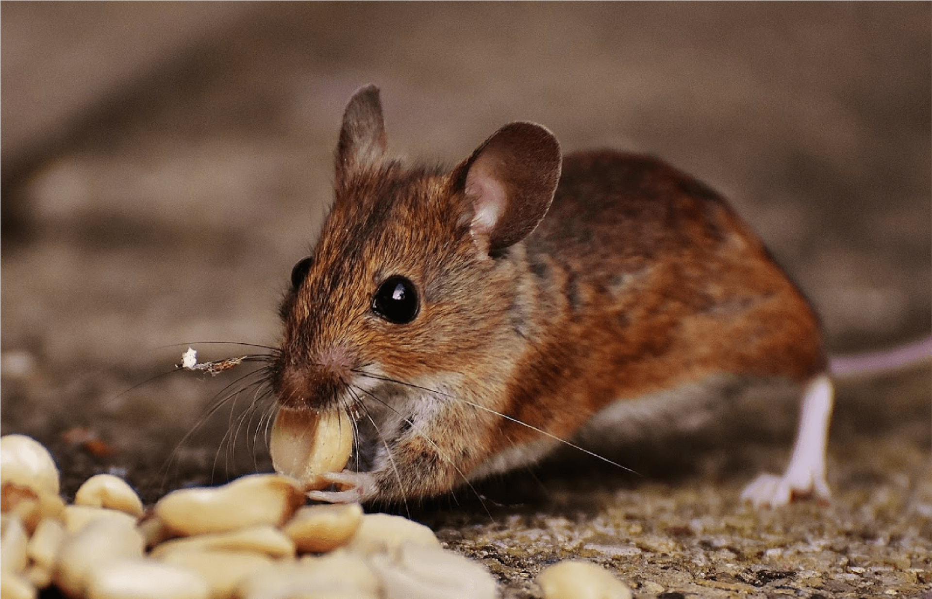 Mice Eating Peanuts — Muncie, IN — American Pest Professionals Mice Eating Peanuts — Muncie, IN — American Pest Professionals