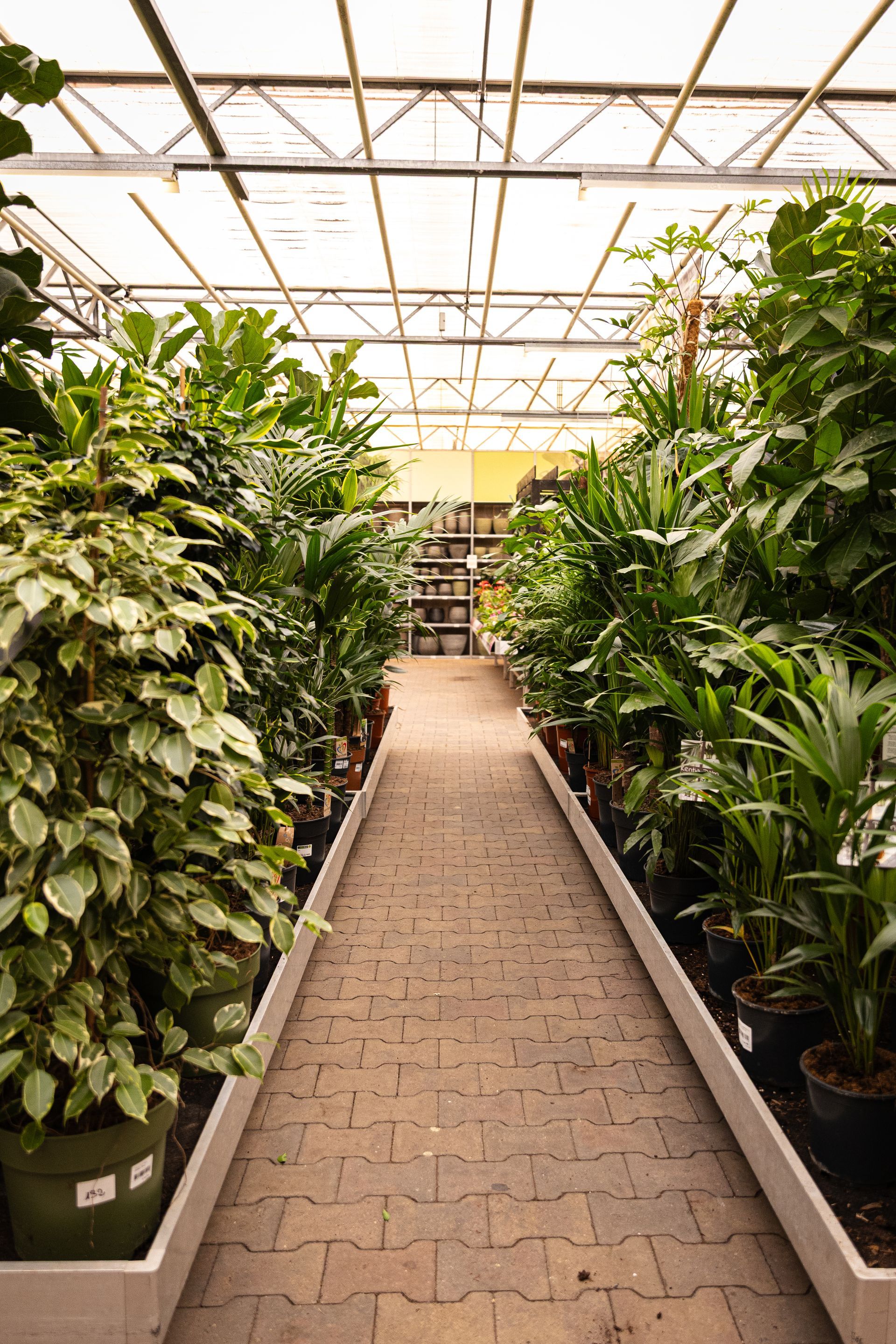 In een kas, onder een glazen dak, staan ​​rijen groene planten in potten langs een bakstenen pad.