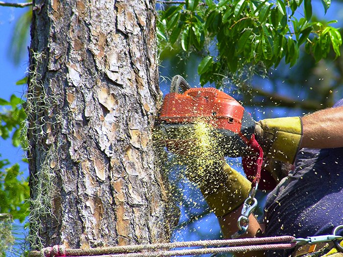 Tree Service in Huntsville, TX Martinez Tree Service