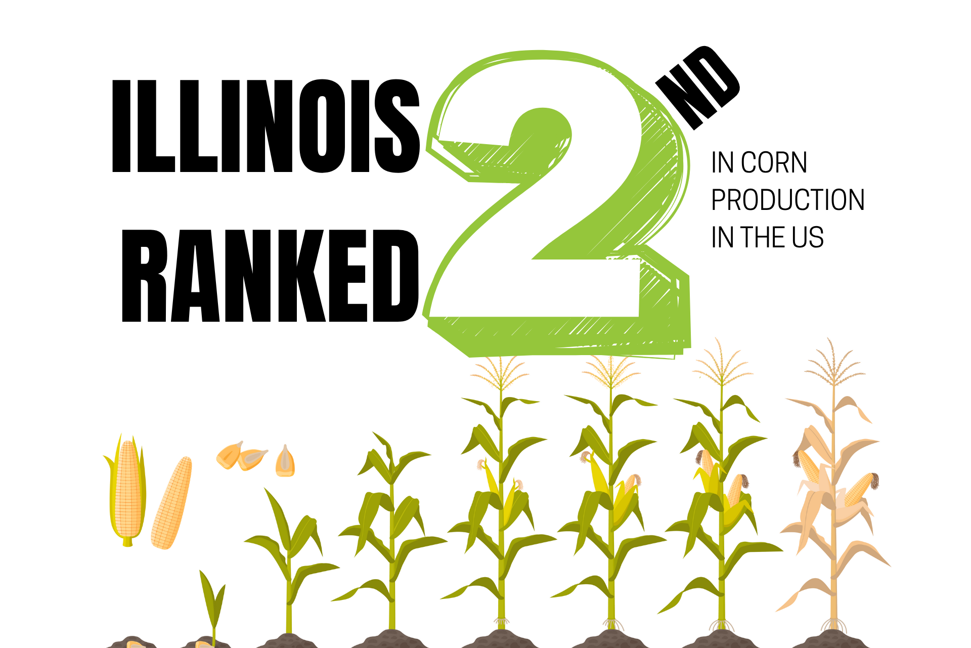 Corn Data | Il Corn | IL