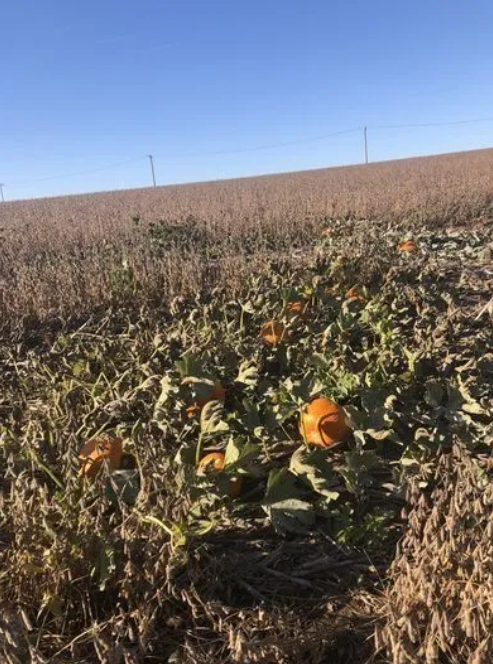 pumpkins in middle of soybeans