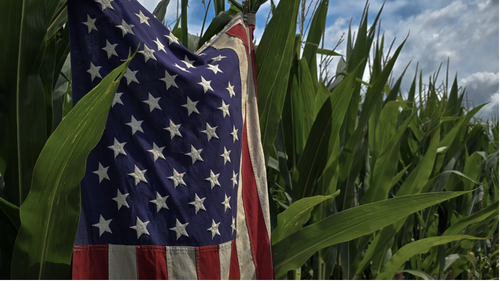 American flag draped over tall green corn plants under a cloudy sky